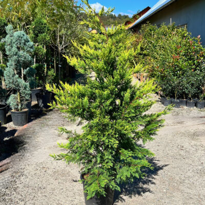 Leylandii Gold Rider - Pepiniera Sosa