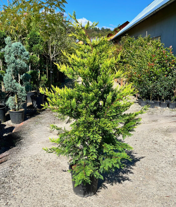 Leylandii Gold Rider - Pepiniera Sosa