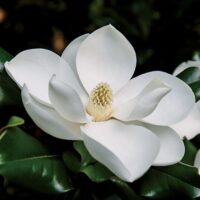 Înfrumusețează-ți grădina cu Magnolia Grandiflora, un soi deosebit cu frunze care rămân verzi tot timpul anului. Descoperă acum! 🌼