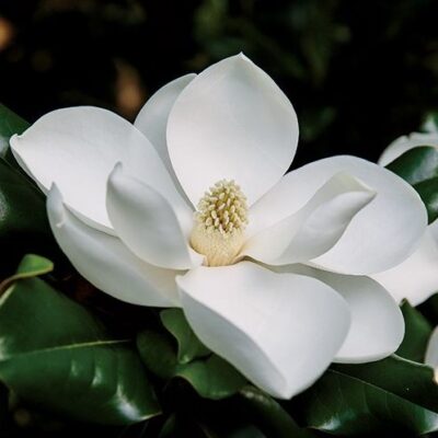 Înfrumusețează-ți grădina cu Magnolia Grandiflora, un soi deosebit cu frunze care rămân verzi tot timpul anului. Descoperă acum! 🌼