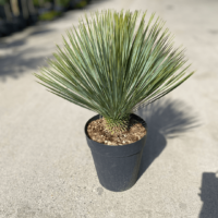 Transformă grădina ta într-un colț de rai cu Yucca Rostrata! O alegere perfectă pentru solurile uscate și bine drenate. Comandă acum! 🌿🛒