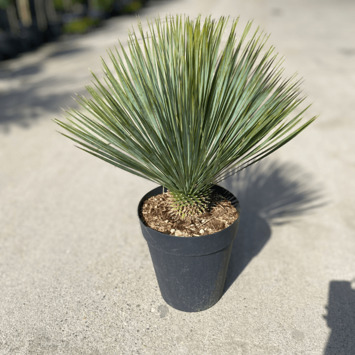 Yucca Rostrata: O plantă rezistentă la secetă și îngheț Transformă grădina ta într-un colț de rai cu Yucca Rostrata! O alegere perfectă pentru solurile uscate și bine drenate. Comandă acum! 🌿🛒