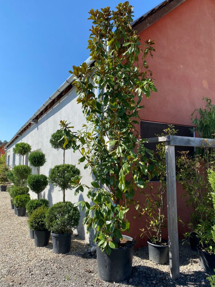 a30b9aa4-ba79-467f-8795-5b6ebe7ac2e3 Magnolia Grandiflora (veșnic verde) la ghiveci - imagine 2