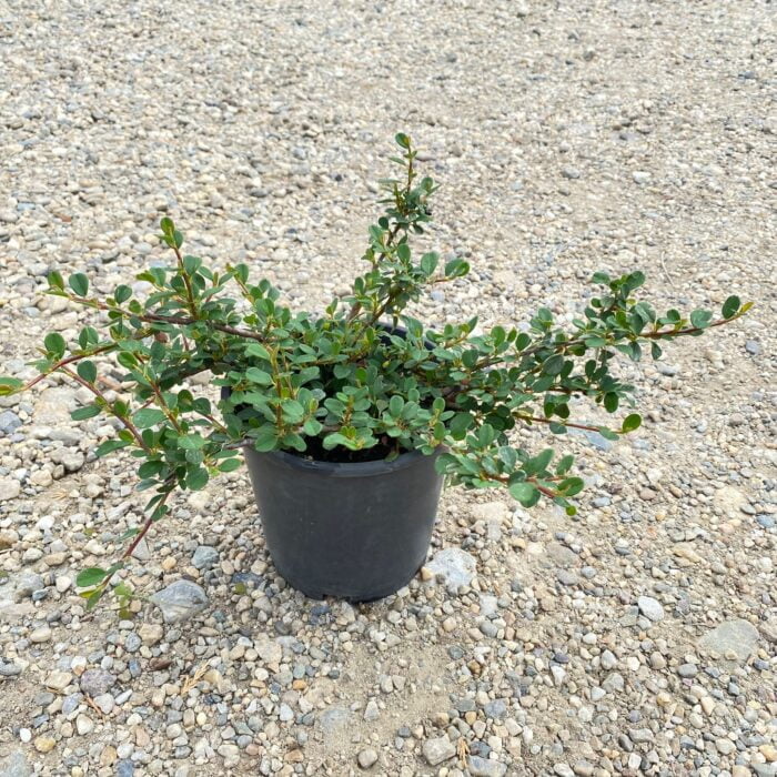 Cotoneaster Dammeri la ghiveci - imagine 2