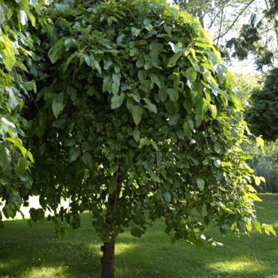 Dud Negru Pendular este o varietate a dudului negru, apreciată în grădini și spații verzi pentru coroana sa distinctă.Comanda acum! 🌿