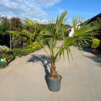 Palmier Chamaerops Excelsa la ghiveci nr. 4