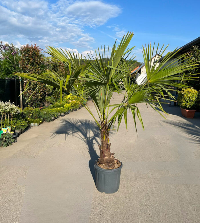 fdd9ec7e-48af-40fc-ab5b-f589f7694b53 Palmier Chamaerops Excelsa la ghiveci nr. 4 - imagine 1