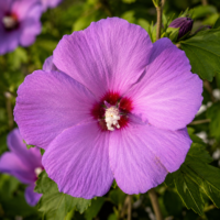 Hibiscus Mov la ghiveci
