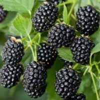 Fă-ți propriul colț de rai cu Mur Black Cascade, un soi de mur apreciat pentru maturarea timpurie și gustul aromat al fructelor. Comandă acum! 🤩