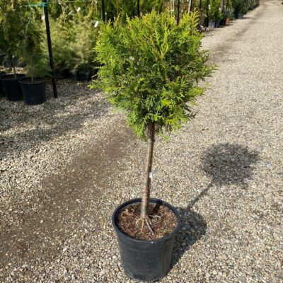 Descopera Tuia copacel populara datorită rezistenței sale la secetă, adaptabilității la diferite tipuri de sol.Comanda acum! 🌿🛒