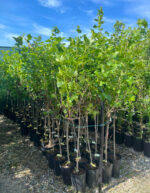 Coacăz Roșu cu port înalt la ghiveci - imagine 2