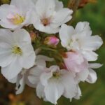 Bucură-te de frumusețe - Cires Japonez Alb în grădina ta! Oferă culoare și eleganță în orice anotimp. Comandă-l acum! 🌼🛒