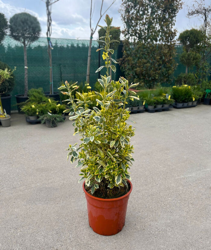 Euonymus Bravo la ghiveci - imagine 2
