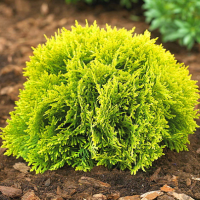 Adauga stralucire gradinii tale cu Tuia Occidentalis Mirjam! Un element decorativ deosebit, cu frunzis galben-auriu. Alege calitatea! 🌿🛒