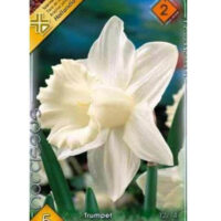 Narcise/ Narcissus Mount Hood (5buc)