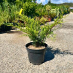 Juniperus "Old Gold"