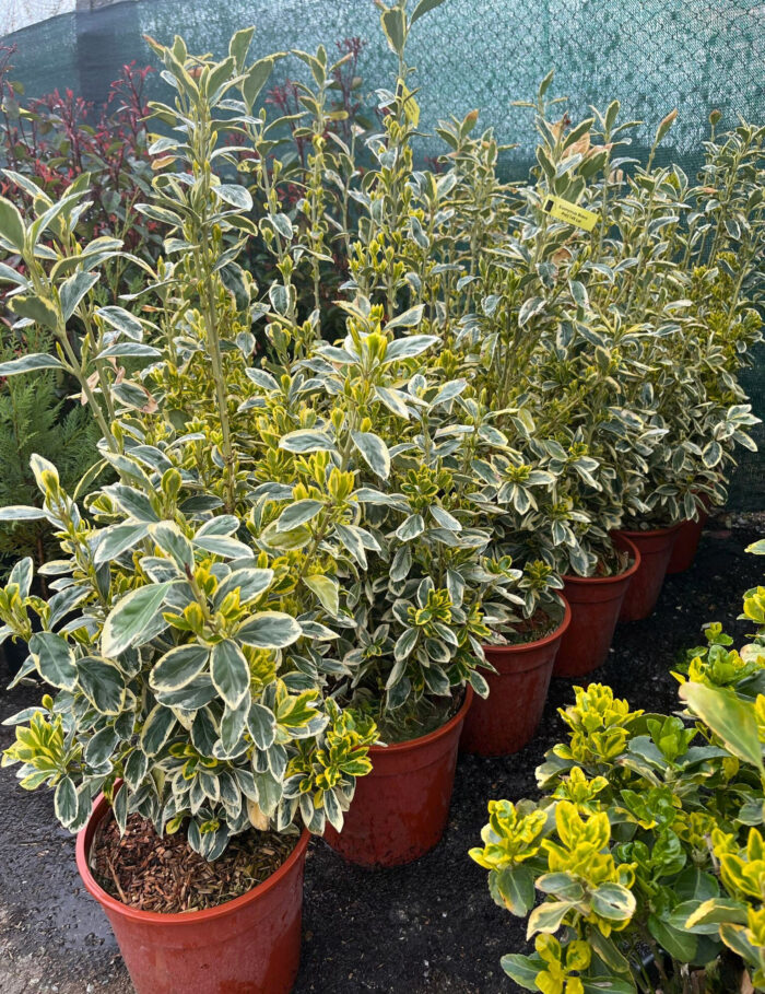 Euonymus Bravo la ghiveci - imagine 3