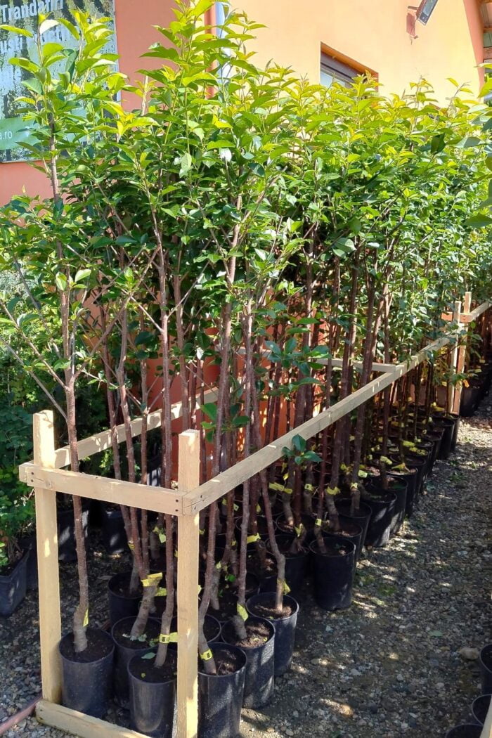 Vișin Erdi Botermo la ghiveci 5L - imagine 2