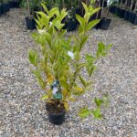 Weigela florida "Bristol Snowflake" la ghiveci - imagine 2