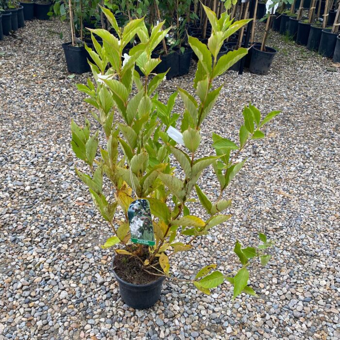 Weigela florida "Bristol Snowflake" la ghiveci - imagine 2