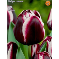 Transformați grădina dvs. într-un paradis floral cu lăstarulTulipa Jackpot. Bucurați-vă de culoare și frumusețe în fiecare vară și primăvară! 🌸