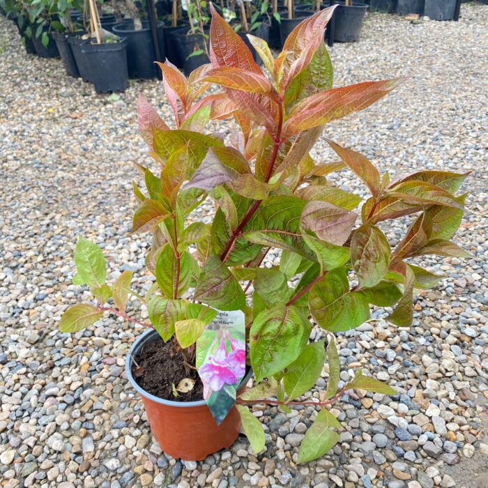 Weigela florida "Wings of Fire" la ghiveci - imagine 2
