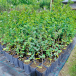 Afin Canadian la ghiveci - imagine 2