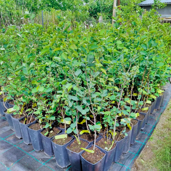 Afin Canadian la ghiveci - imagine 2