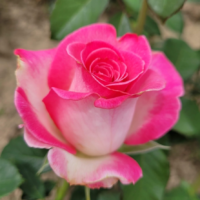 Trandafir Harlekin - aduce parfum și culoare în grădina ta. Înălțimea la maturitate: 80-120cm. Alege calitatea! 🌸 Comandă acum!🛒