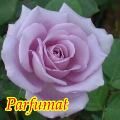 Adaugă farmec și eleganță grădinii tale cu trandafir Eminence la ghiveci. Plantează-l și bucură-te de frumusețea lui înfloritoare! 🛒 🌸