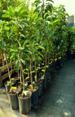 Măr columnar galben la ghiveci 5L - imagine 2