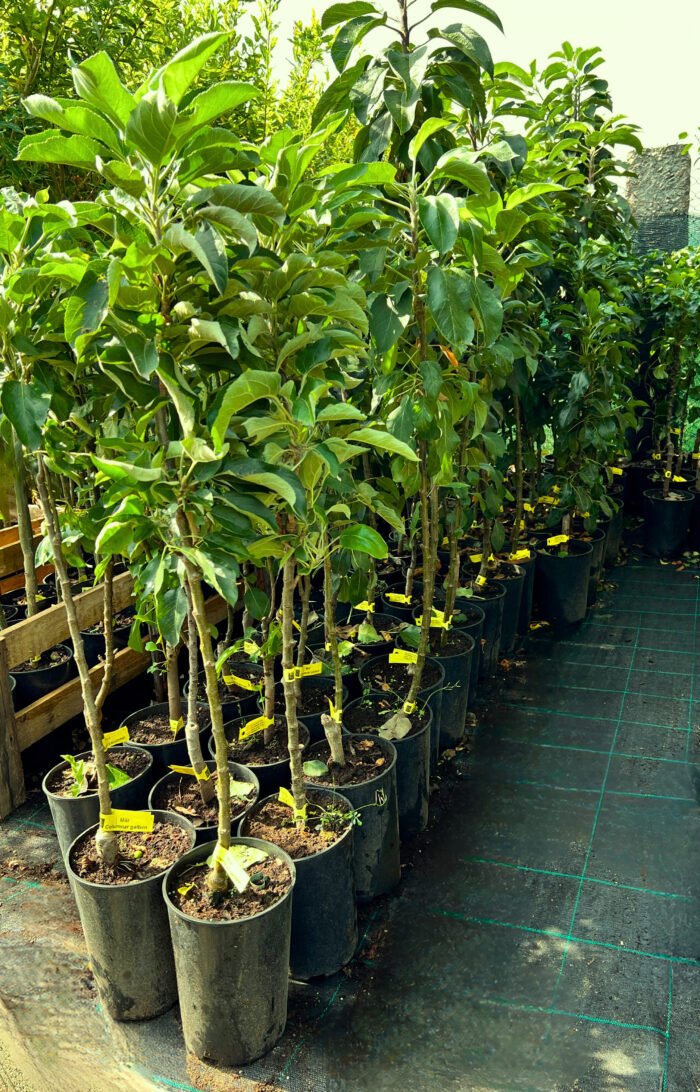 Măr columnar galben la ghiveci 5L - imagine 2