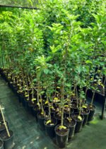 Măr columnar roșu la ghiveci 5L - imagine 2