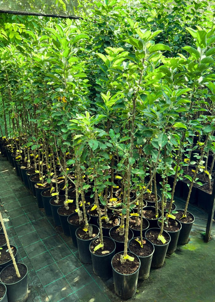 Măr columnar roșu la ghiveci 5L - imagine 2