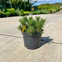 Pinus Nigra - Pepiniera Sosa