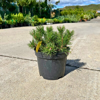 Pinus Nigra - Pepiniera Sosa