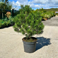 Pinus Mugo Gold - Pepiniera Sosa