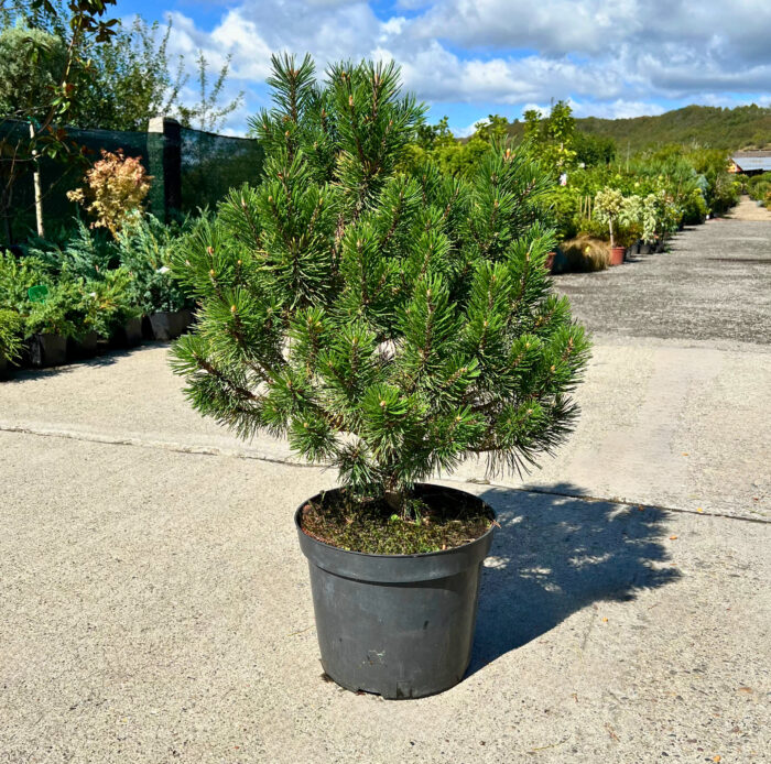 Pinus Mugo Gold - Pepiniera Sosa