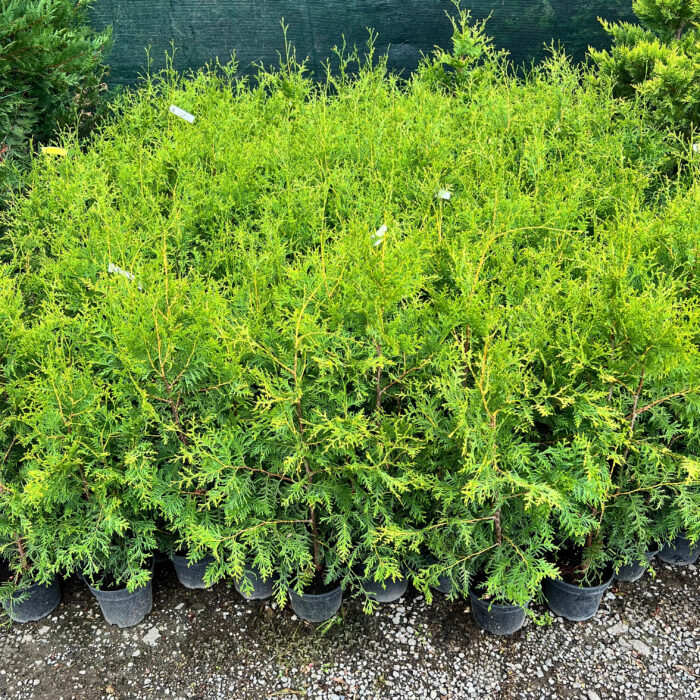 Tuia Brabant rasad - Pepiniera Sosa