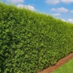 Tuia Brabant - Conifer veșnic verde, cunoscut și sub numele de Arborele vieții.Minunat pentru grădina ta, cu creștere rapidă și coroană compactă. 🌿🛒