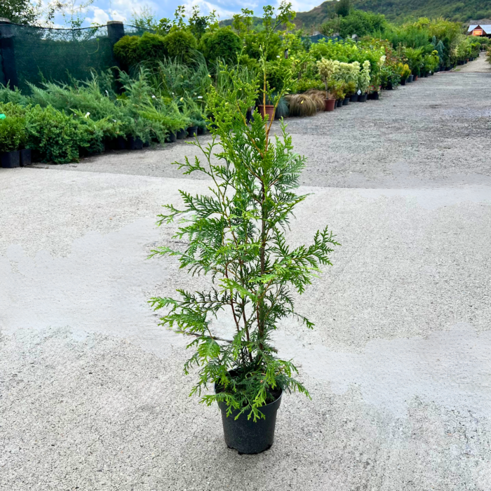 Tuia Brabant rasad - Pepiniera Sosa