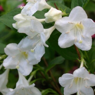 Florile Weigela florida "Bristol Snowflake" sunt mari și tubulare, de culoare albă pură, dispuse în inflorescențe bogate și abundente.Comandă acum! 🌼🛒