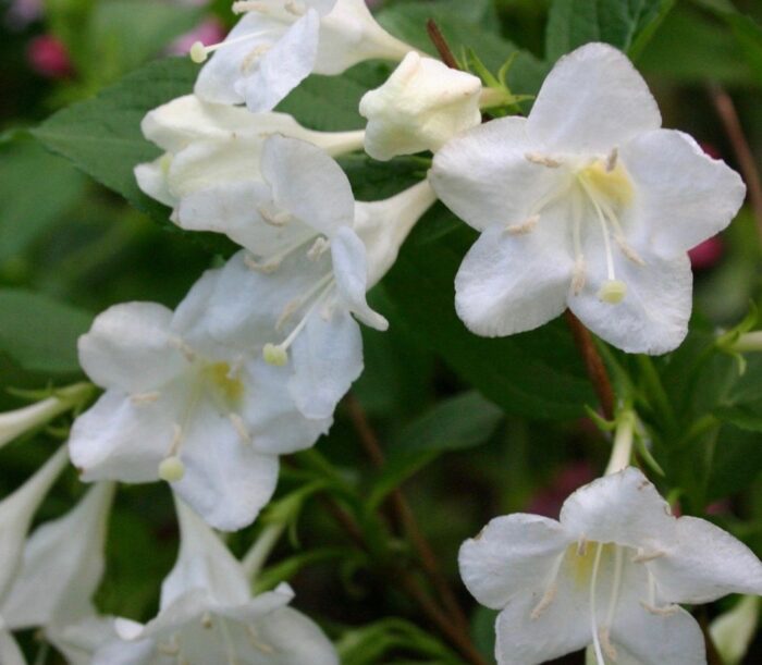 Florile Weigela florida "Bristol Snowflake" sunt mari și tubulare, de culoare albă pură, dispuse în inflorescențe bogate și abundente.Comandă acum! 🌼🛒