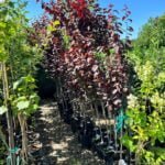 Prunus cerasifera Nigra (Corcoduș Roșu) la ghiveci 5L - imagine 2