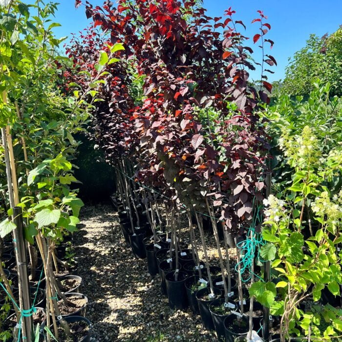 Prunus cerasifera Nigra (Corcoduș Roșu) la ghiveci 5L - imagine 2