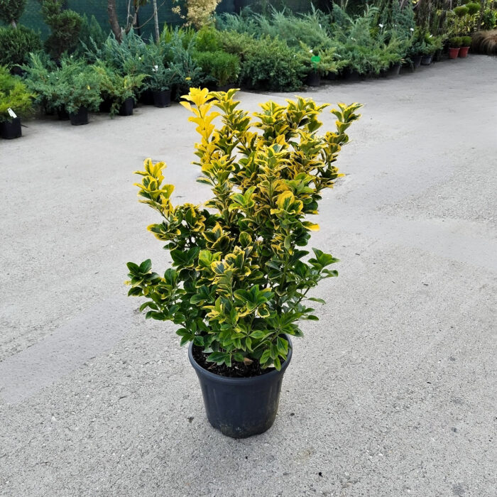 Euonymus Aurea la ghiveci - imagine 2