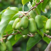 Adaugă un delicios Mini kiwi "Jumbo" în grădina ta. Gustul său dulce și fructele excepțional de mari te vor cuceri. Achiziționează-l acum! 🥝🛒