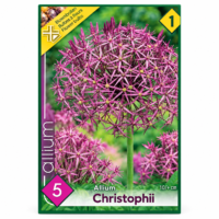 Allium Christophii (5buc)
