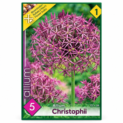 Allium Christophii (5buc)