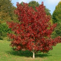 Transformați-vă grădina într-un colț verde de paradis cu Liquidambar (Arbore de guma). O alegere perfectă pentru a completa decorul naturii! 🌿